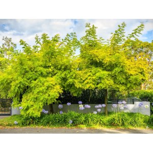 Agát biely (Robinia pseudocacacia) ´FRISIA´ - výška 200-250cm, obvod kmeňa 6/8 cm, kont. C18L 
